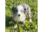 Miniature Australian Shepherd Puppy for sale in Fort Worth, TX, USA