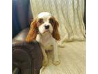 Cavalier King Charles Spaniel Puppy for sale in Goshen, IN, USA
