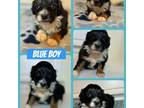 Mutt Puppy for sale in Pearland, TX, USA