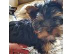 Yorkshire Terrier Puppy for sale in Alexandria, SD, USA