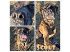 Scout Mastiff Adult Male