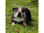 Bulldog Puppy for sale in Lakeland, FL, USA