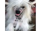 Chinese Crested Puppy for sale in Rockwall, TX, USA