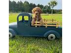 Mutt Puppy for sale in Nicholls, GA, USA