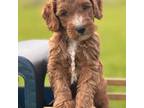 Mutt Puppy for sale in Nicholls, GA, USA
