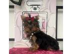 Yorkshire Terrier Puppy for sale in Corona, CA, USA