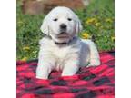 Golden Retriever Puppy for sale in Ewing, IL, USA