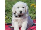 Golden Retriever Puppy for sale in Ewing, IL, USA