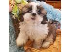 ShihTzu