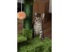 Thing 3 Domestic Shorthair Kitten Male