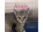 Anais Domestic Shorthair Young Female