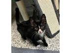 Lautrec Domestic Shorthair Kitten Male