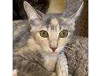 Sugar Domestic Shorthair Kitten Female