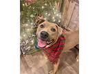 Piper Black Mouth Cur Adult Female