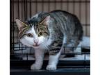 Neal - KBC Domestic Shorthair Adult Male