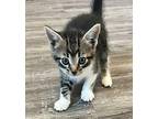 Doc Domestic Mediumhair Kitten Female