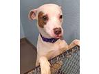 Ginger American Pit Bull Terrier Young Female