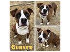 Gunner American Staffordshire Terrier Adult Male