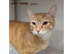 Whiess Domestic Shorthair Adult Male
