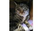 Pizazz *Good with cats and adults* Domestic Shorthair Adult Female