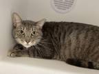 Billy Domestic Shorthair Adult Male