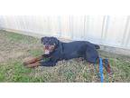 Onyx Rottweiler Young Male
