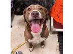 Loki American Pit Bull Terrier Adult Male