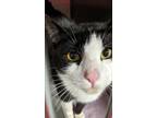 Mookie Domestic Shorthair Young Male