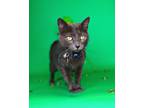 Bell Pepper Domestic Shorthair Adult Female