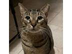 Marcos Tabby Adult Male