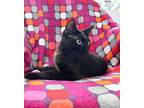 Cuddles Domestic Shorthair Kitten Female