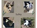 Sulley Bearded Collie Adult Male