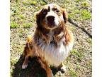 TUBBS-FOSTER NEEDED Australian Shepherd Adult Male