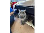 Ash *Loves other cats* Domestic Longhair Adult Male