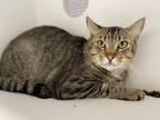 Timmy Domestic Shorthair Adult Male