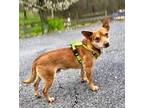 STALLONE Chihuahua Adult Male