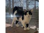 Tuck Domestic Shorthair Young Male