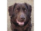 Samson Boykin Spaniel Adult Male