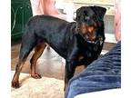 DARCY Rottweiler Adult Female