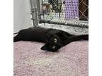 Willow Domestic Shorthair Young Female