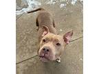 Fawn American Staffordshire Terrier Adult Female