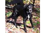 PUPPY SHADOWMAN Labrador Retriever Young Male