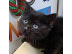 Preston Domestic Mediumhair Kitten Male