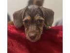 Lexi Dachshund Puppy Female