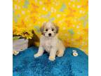 Poodle (Toy) Puppy for sale in Colorado Springs, CO, USA