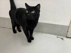 Shadow Domestic Shorthair Adult Male