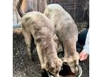 Labrador Retriever Puppy for sale in Shelbina, MO, USA