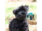 Schnauzer (Miniature) Puppy for sale in Red Boiling Springs, TN, USA