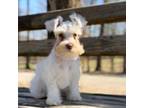 Schnauzer (Miniature) Puppy for sale in Red Boiling Springs, TN, USA