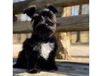 Schnauzer (Miniature) Puppy for sale in Red Boiling Springs, TN, USA